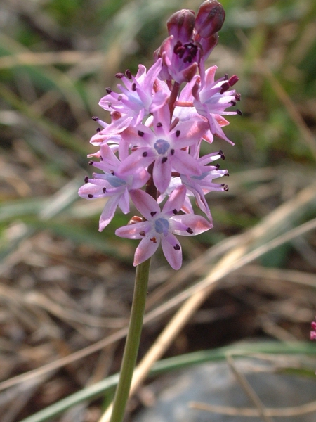 Prospero autumnale / Scilla autunnale